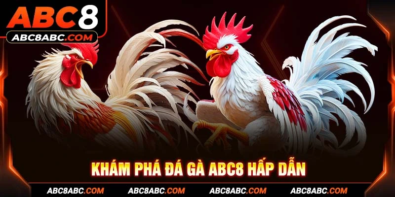 Khám phá đá gà ABC8 hấp dẫn