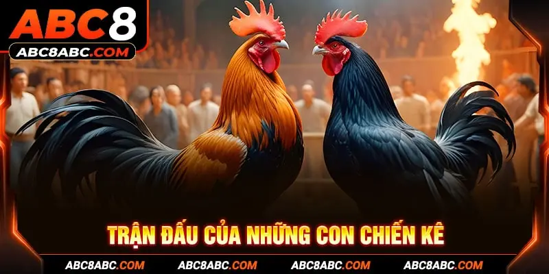 Trận đấu của những con chiến kê